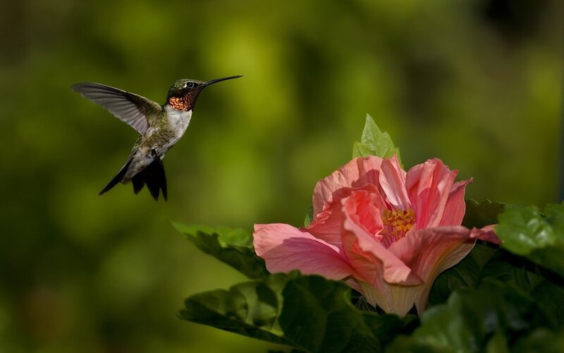 Hummingbird Near Flower — Pink, Serene