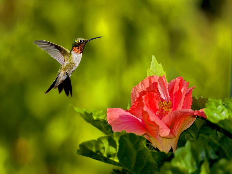 Hummingbird Near Flower — Pink