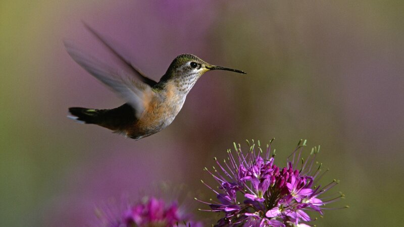 Hummingbird Near Flower — Purple, Calm, Afternoon