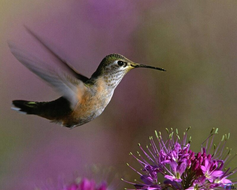 Hummingbird Near Flower — Purple, Calm