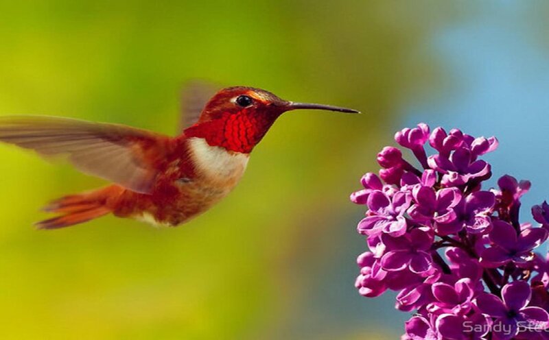 Hummingbird Near Flower — Purple, Serene