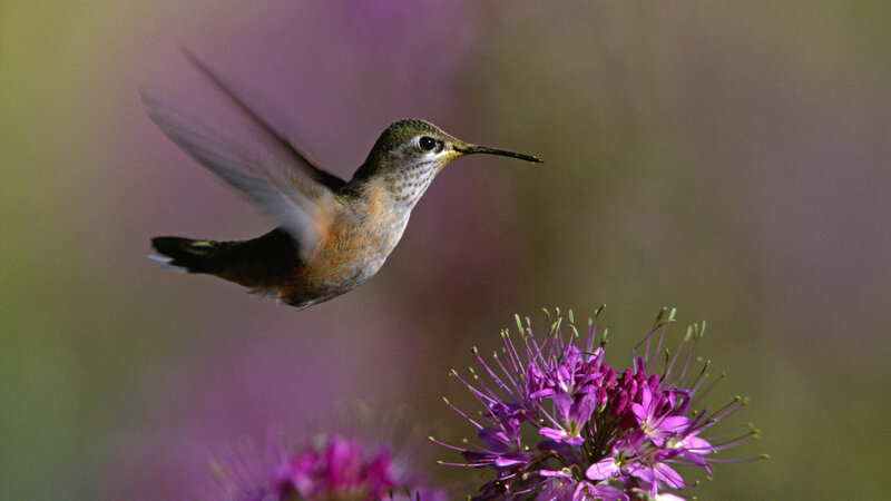 Hummingbird Near Flower — Purple