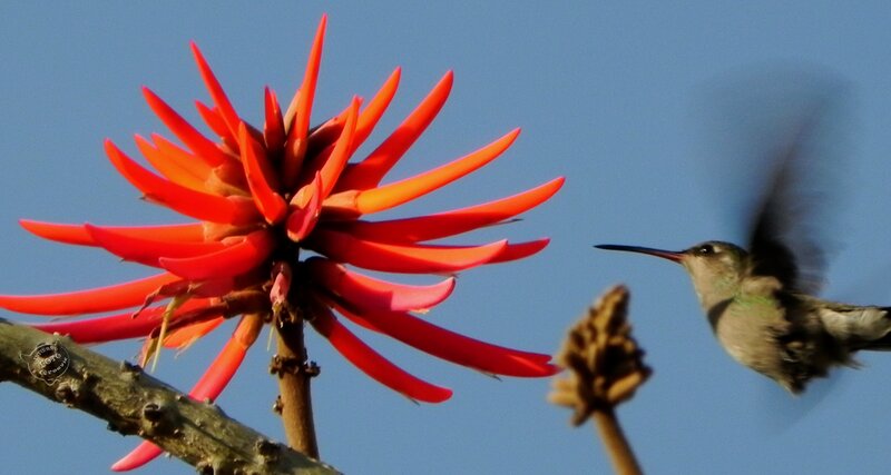 Hummingbird Near Flower — Red, Calm, Afternoon