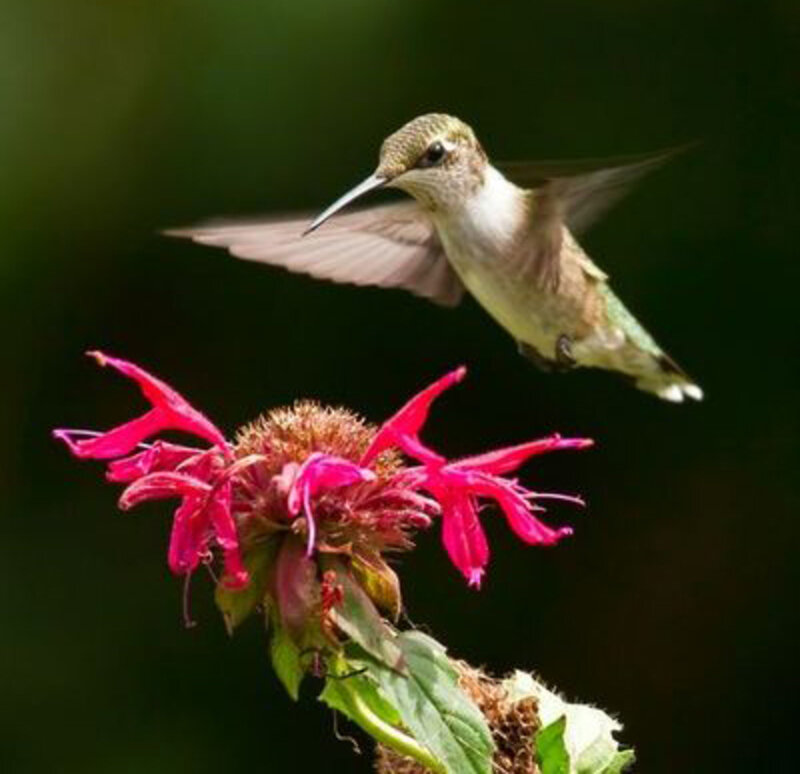 Hummingbird Near Flower — Red, Calm