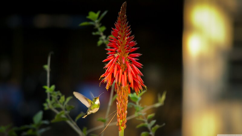 Hummingbird Near Flower — Red, Serene