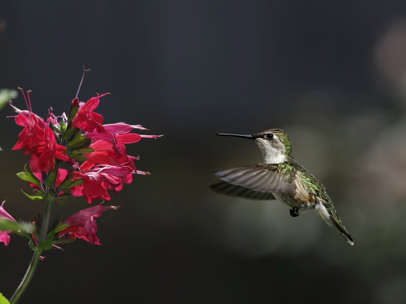 Hummingbird Near Flower — Red