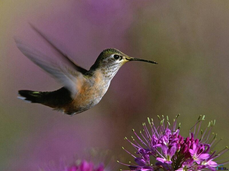 Hummingbird Near Flower