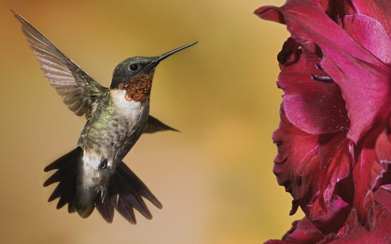 Hummingbird Near Flower — Yellow