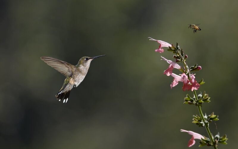 Hummingbird Near Flowers — Green, Natural