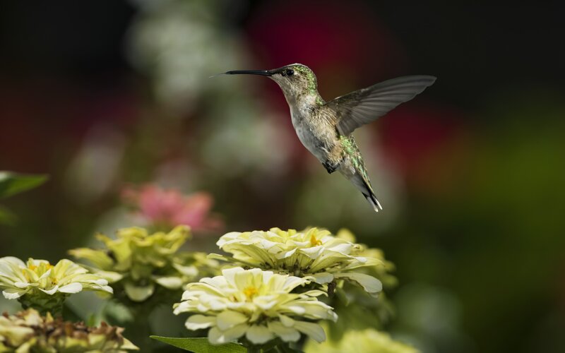 Hummingbird Near Flowers — Green, Serene, Afternoon