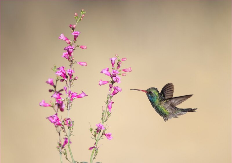 Hummingbird Near Flowers — Pink, Calm