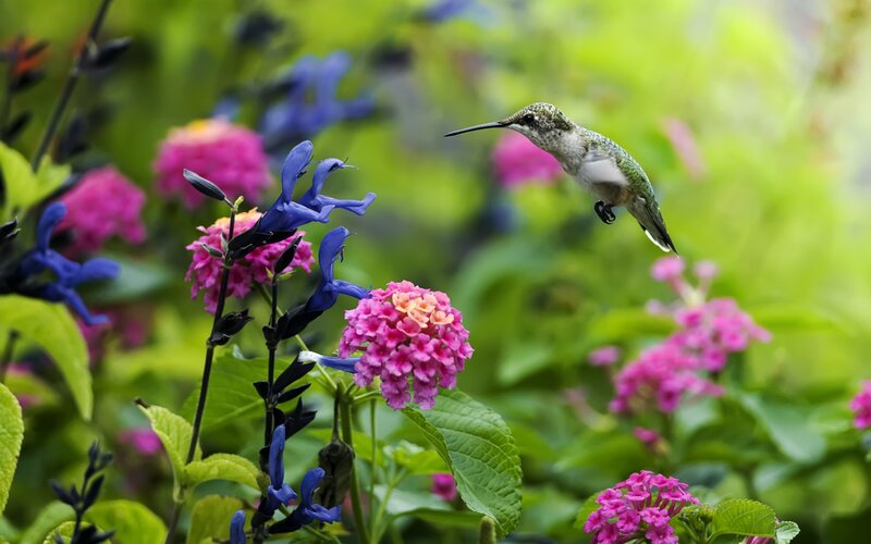 Hummingbird Near Flowers — Pink, Serene
