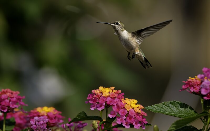 Hummingbird Near Flowers — Pink