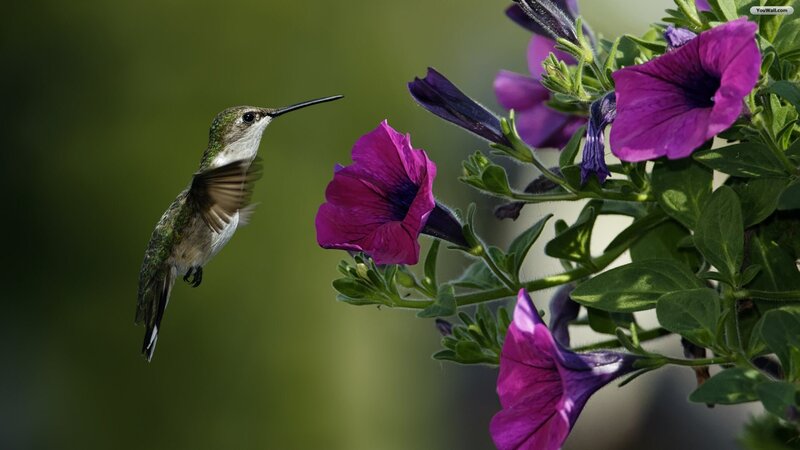 Hummingbird Near Flowers — Purple, Serene, Afternoon