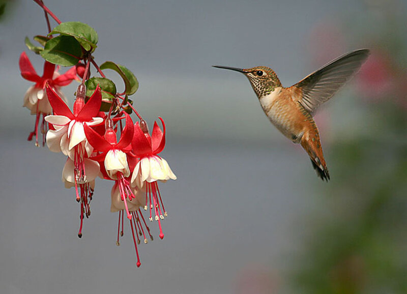 Hummingbird Near Flowers — Red, Calm, Morning