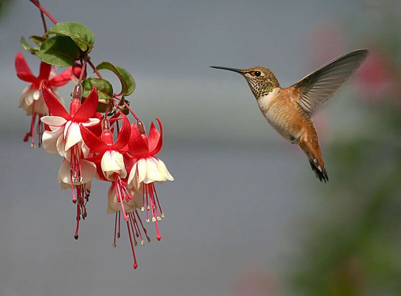 Hummingbird Near Flowers — Red, Calm