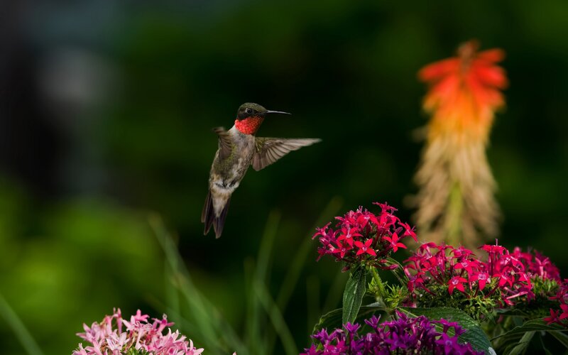Hummingbird Near Flowers — Red, Natural, Afternoon