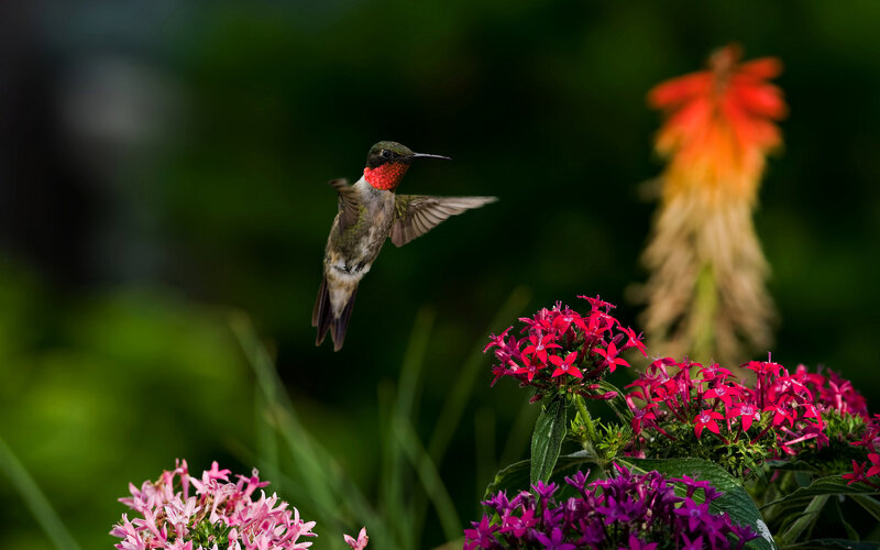 Hummingbird Near Flowers — Red, Natural