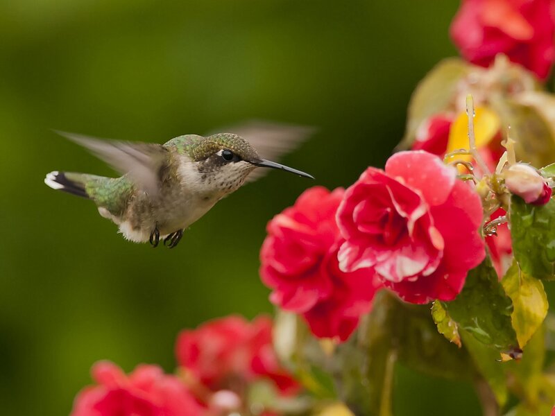 Hummingbird Near Flowers — Red, Serene