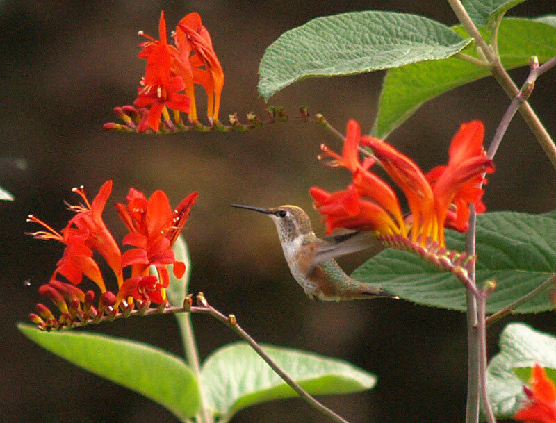 Hummingbird Near Flowers — Red