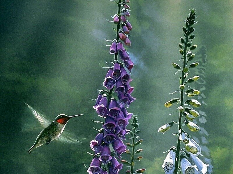 Hummingbird Near Flowers