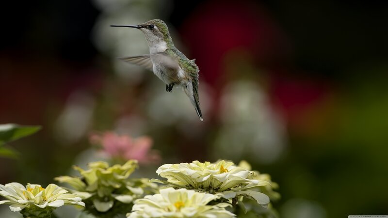 Hummingbird Near Flowers — White, Serene