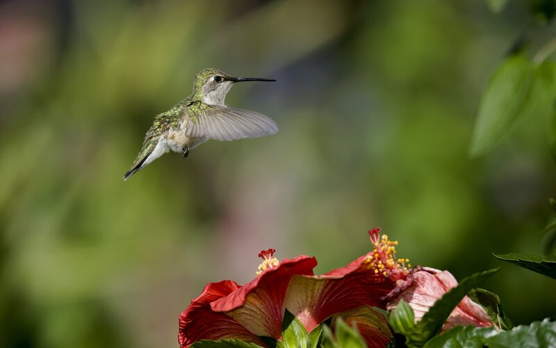 Hummingbird Near Hibiscus — Green