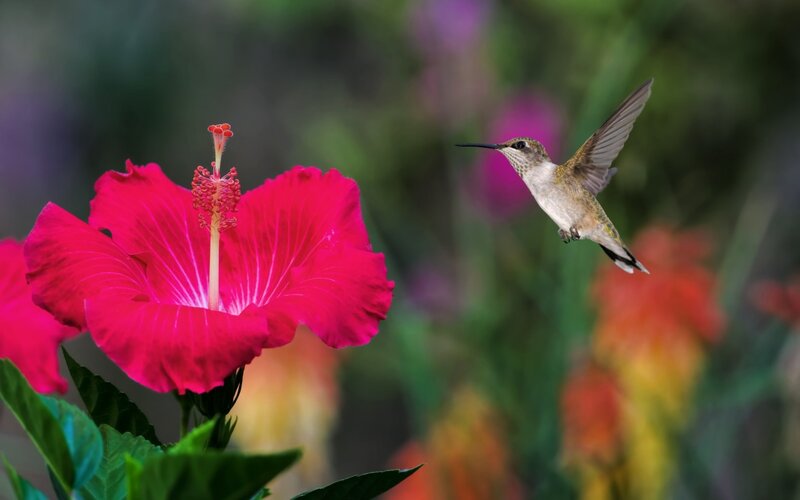 Hummingbird Near Hibiscus — Pink