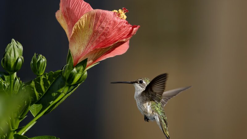 Hummingbird Near Hibiscus — Red, Serene