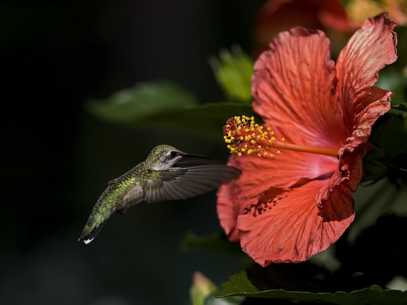 Hummingbird Near Hibiscus — Red
