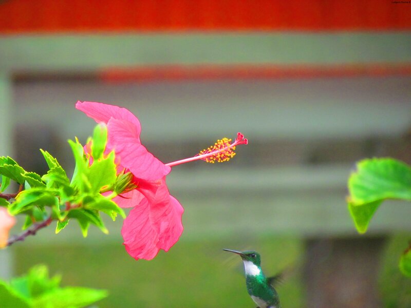 Hummingbird Near Hibiscus