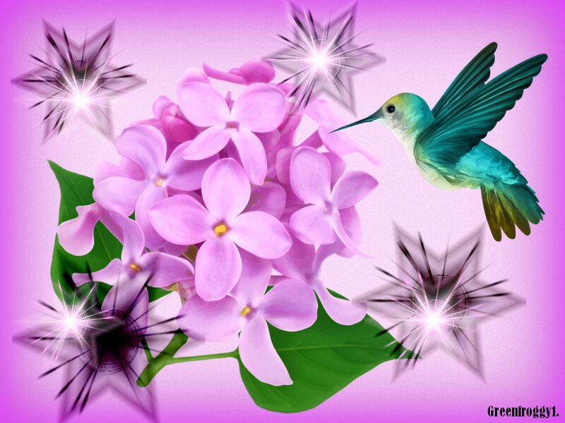 Hummingbird Near Lilac