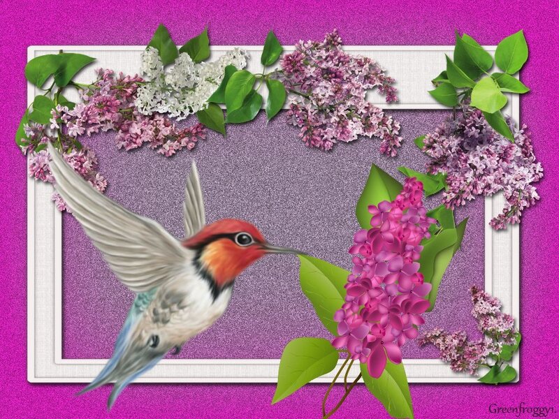Hummingbird Near Lilacs