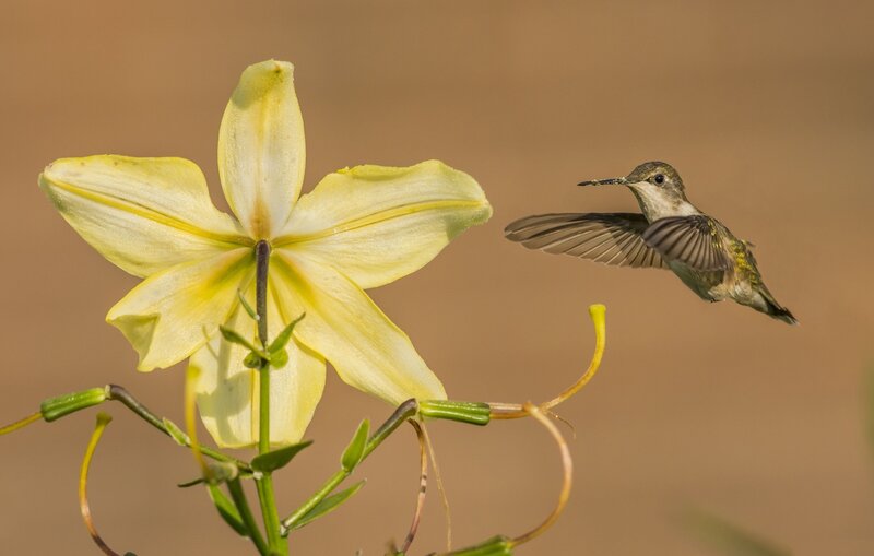 Hummingbird Near Lily