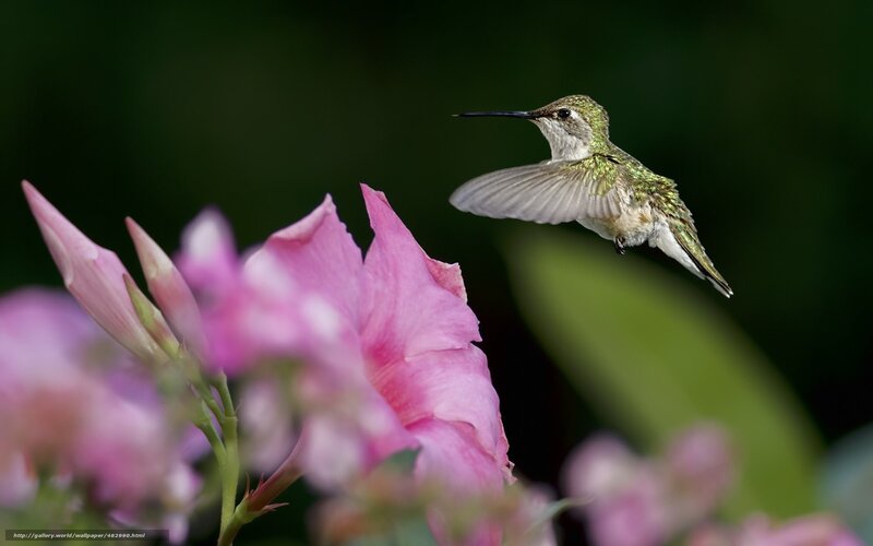 Hummingbird Near Pink Flower — Serene