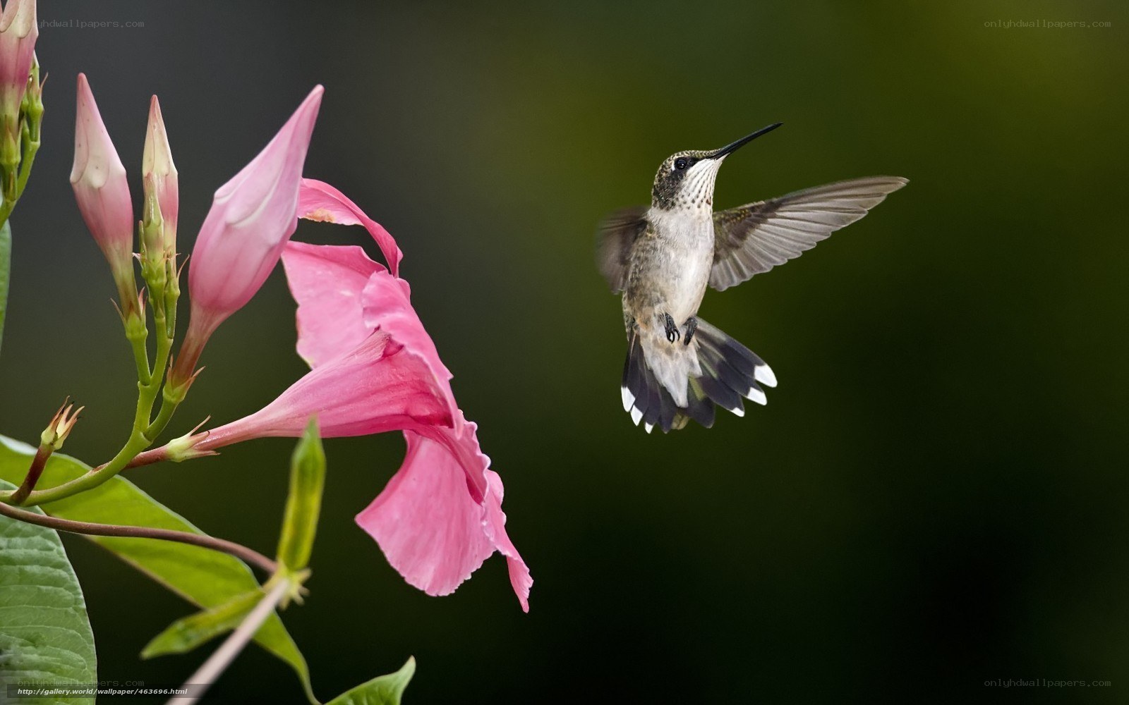 hummingbird near pink flower