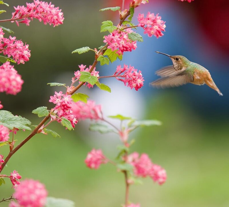 Hummingbird near pink flowers