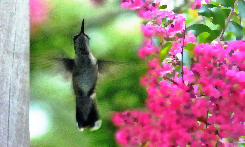 hummingbird near pink flowers