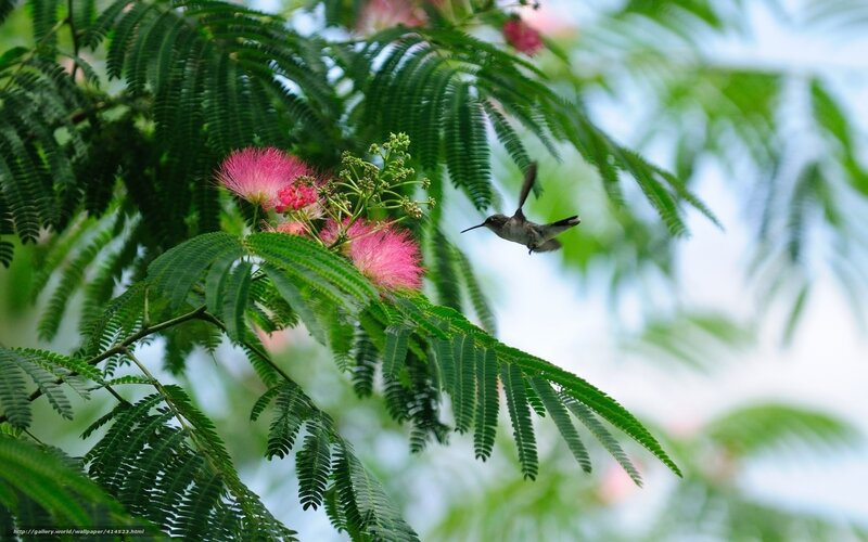 Hummingbird near pink flowers