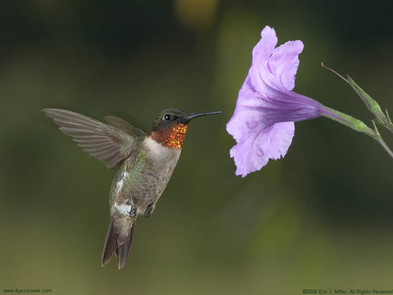 Hummingbird Near Purple Flower