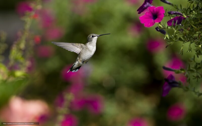 hummingbird near purple flowers