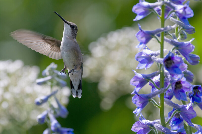 hummingbird near purple flowers