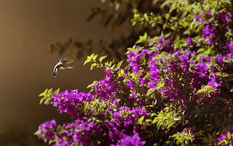 Hummingbird near purple flowers