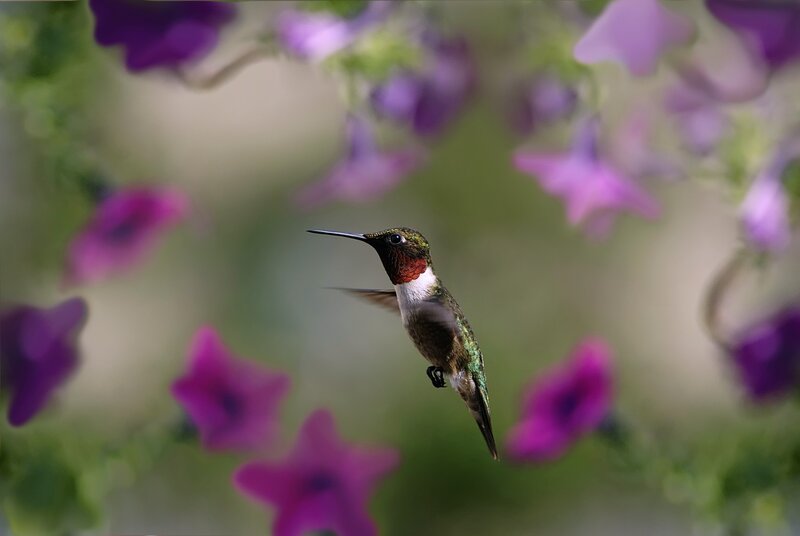 hummingbird near purple flowers
