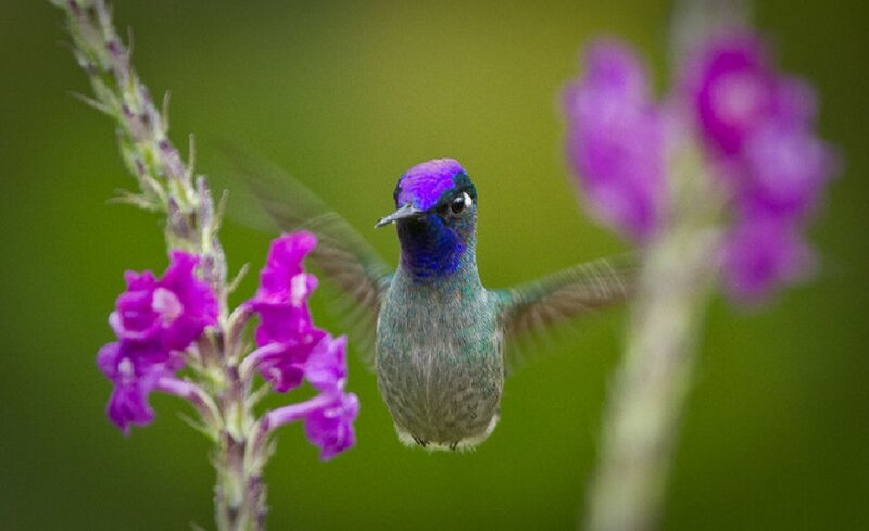 Hummingbird Near Purple Flowers — Serene, Morning