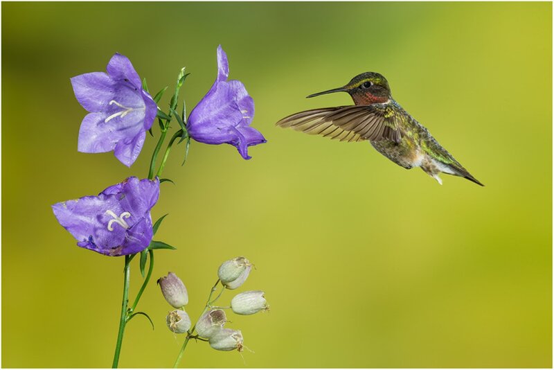 Hummingbird Near Purple Flowers — Serene, Spring
