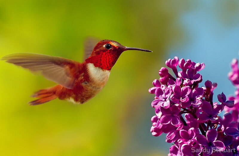 Hummingbird Near Purple Flowers — Serene