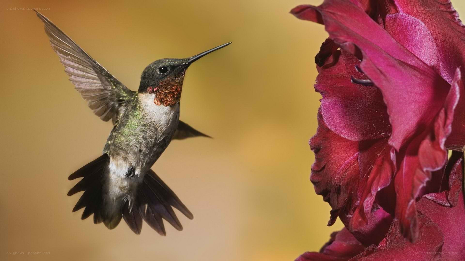 hummingbird near red flower
