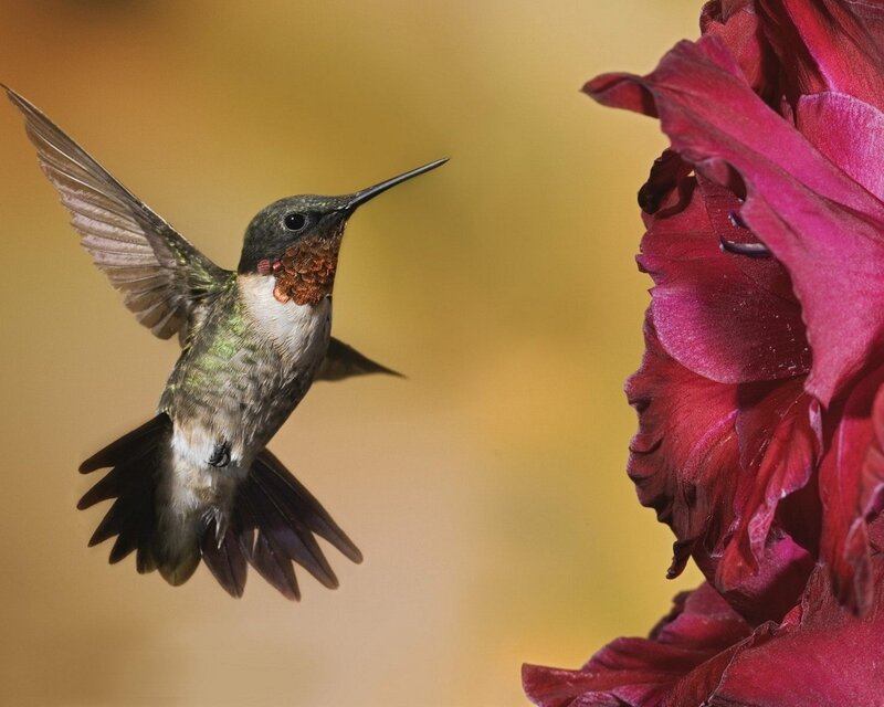 Hummingbird near red flower