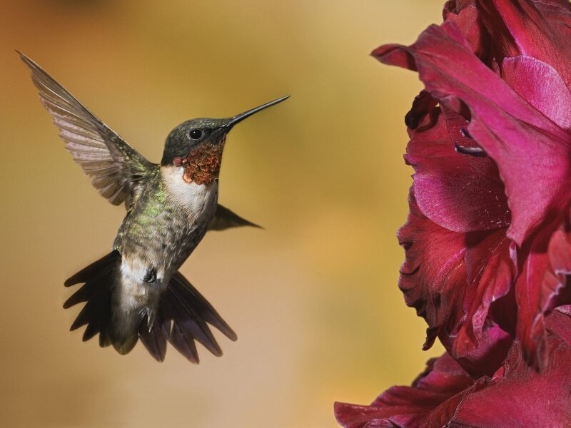 hummingbird near red flower